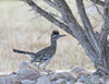 Greater Roadrunner